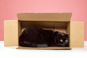 Beautiful, purebred, black cat, Scottish fold sitting, playing in carton box isolated over pink studio background. Concept of domestic animals, pets, care, vet, beauty. Copy space for ad