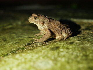 The brown toad moves through the forest area at night. Amphibian in summer in its natural habitat.
