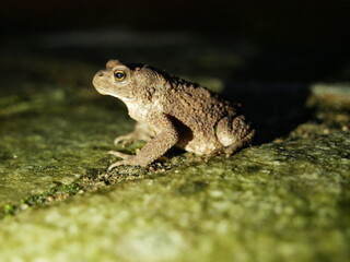 The brown toad moves through the forest area at night. Amphibian in summer in its natural habitat.