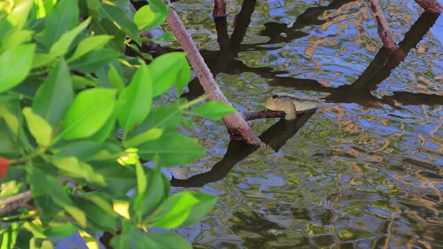 Wildlife of a mudskipper resting on a mangrove root in a tropical mangrove forest, unique amphibious fish in its natural swamp habitat, selective focus on the mudskipper.