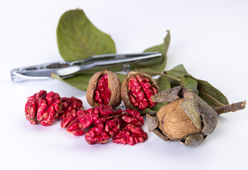 Red Walnut Harvest Stil Life