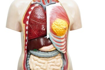 Human body anatomy organ model for study education medical course isolated on white background with clipping path. - obrazy, fototapety, plakaty