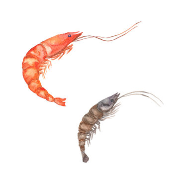 Two big brown and red shrimps. Red shrimp, giant gamba prawn. White prawn, banana prawn. Shrimp cocktail seafood. Watercolor