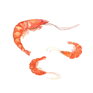 Three shrimp. Red shrimp, giant shrimp gamba. Seafood shrimp cocktail. Watercolour. Delicious fresh seafood