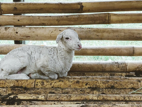 A white lamb looks at the camera
