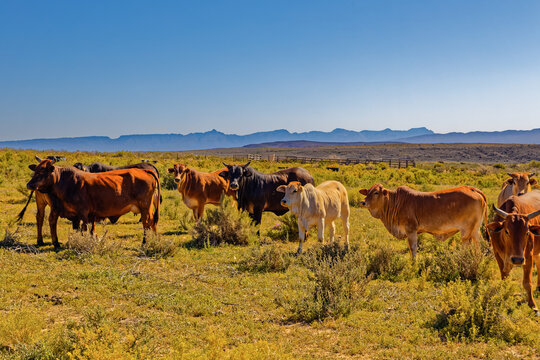 Herd of sleek Nguni cattle on a ranch in the Little Karoo with the Swartberg Mountains in the background in the Western Cape, South Africa