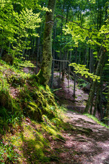 The Irati Forest is a forest spread between the north of Navarre (Spain) and the Pyrenees in France.