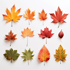 Fototapeta premium autumn leaves collection
