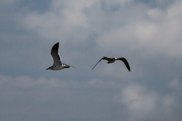EI_2Gulls