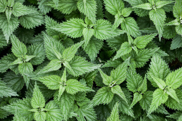 Wild growing nettle background. Green herb texture. Medicinal healthy leaves. Nettle leaf. Vibrant...