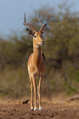Impala coming close for drinking at a waterhole in Mashatu Game Reserve in the Tuli Block in Botswana   
