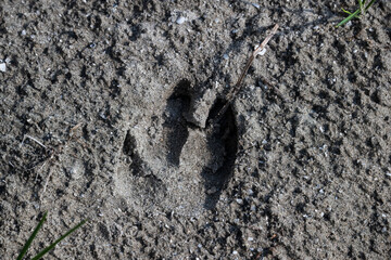 ElmersIsland_AnimalTracks