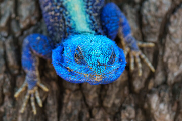 Southern tree agama (Acanthocercus atricollis) sitting in a tree in the Kruger National Park in...