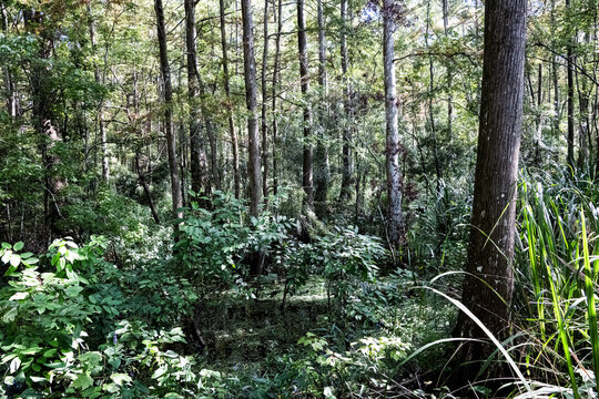 LockportElevated_HardwoodSwamp