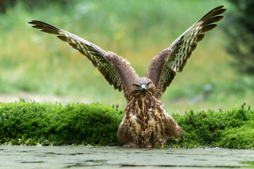 Common Buzzard (Buteo buteo) taking a bath in the forest  in the Netherlands.  - obrazy, fototapety, plakaty