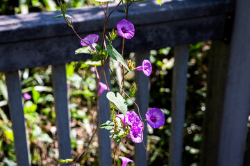 LockportElevated_VinyPurpleFlowers