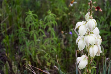 TMT_ActonWhiteBlossoms