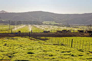 Cattle and irrigated field in early morning light on a farm near Riversdale in the Western Cape,...