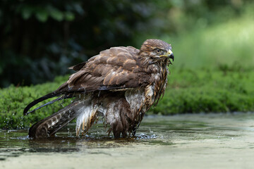 Common Buzzard (Buteo buteo) taking a bath in the forest  in the Netherlands. 