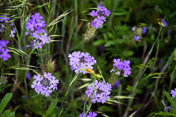 TMT_ActonWierdPurpleFlowers