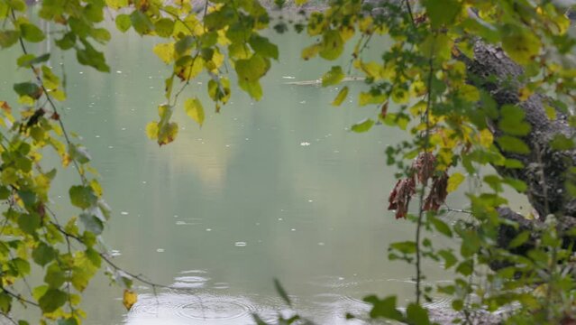 Sanfter Regen am Weiher im herbstlichen Wald
