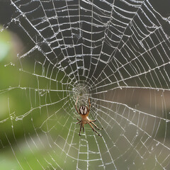 Spiders crawling on a spider web