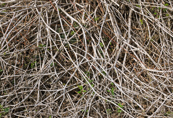 dried twigs of a plant