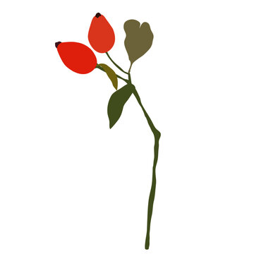 Abstract branch with leaves and red rose hips, element on isolated white background in flat cartoon style. For design, decoration, object.	