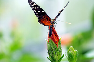 Golden Longwing - Heliconius hecale