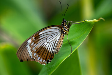 Fototapeta na wymiar The Courtesan butterfly on the green leaf close up.