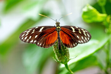 Golden Longwing - Heliconius hecale