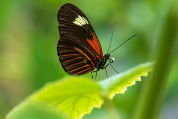 Fototapeta na wymiar The Doris Longwing Butterfly close up tropical butterfly
