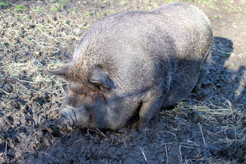 Mangalica Pig in Heaton Park, Manchester