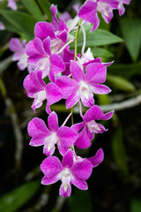 Purple Denerobium Orchids (Dendrobium Hybrid) in tropical garden.