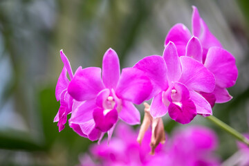 Obraz premium Close up raindrop on the petal of purple pink orchid (Dendrobium) , beautiful nature and freshness of the flower after the rain.