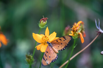 Close-up butterfly on flower (Common tiger butterfly or Monarch butterfly ) in the garden.