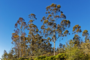 Tall gum  (eucalyptus) trees growing on hillside near Riversdale in the Western Cape, South Africa