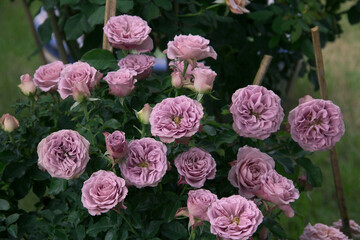 Gray-purple roses flowers, English style blooms last for long time on the bush. It has mild fruity fragrance. It's essential rose for purple lovers, blooms all summer. In country roses garden home.