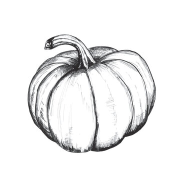 recommend clip art: A big pumpkin for any print design. Hand-drawn ink illustration. Vector