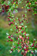 Common hawthorn with berries in October 2023