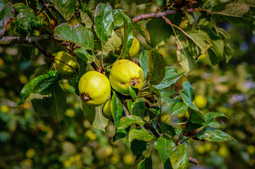 Apples with imperfections on tree at stage to be picked.