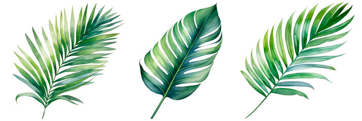 Set of palm leaf watercolor, isolated on transparent background - obrazy, fototapety, plakaty