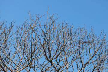 branches of a tree against the blue sky