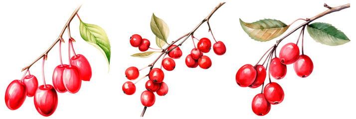 Set of watercolor illustration red bud christmas berry, isolated on transparent background