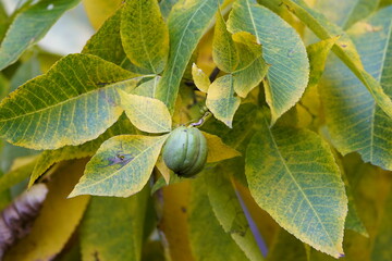Carya ovata, in autumn October 2023, Juglandaceae family. Hanover, Germany.