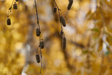 dry birch seeds on a branch