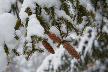 pine cones on a snow-covered branch