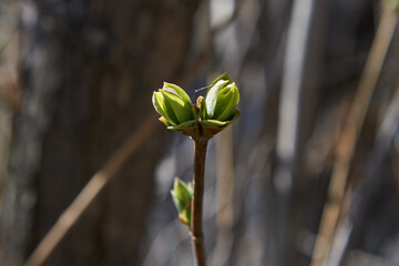 young leaves blooming in the spring sunshine