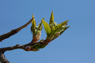 blossoming leaves against the blue sky