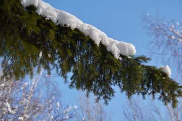 snow on a pine branch